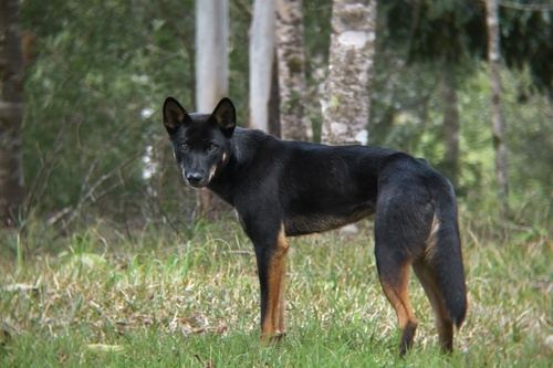 Perro Doméstico