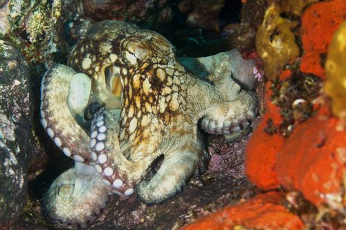 Pulpo brasileño de arrecife