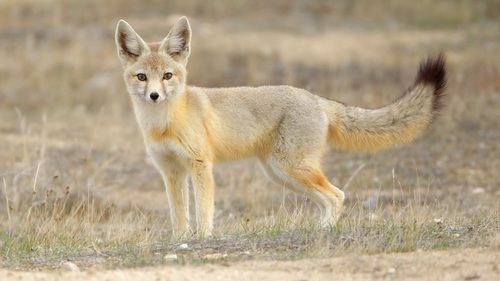 Kit Fox