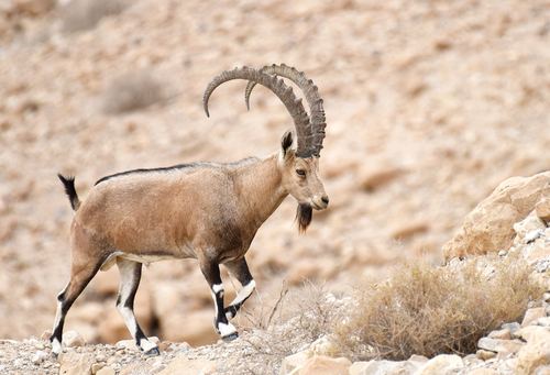 Íbice de Nubia
