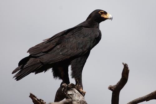 Águila cafre