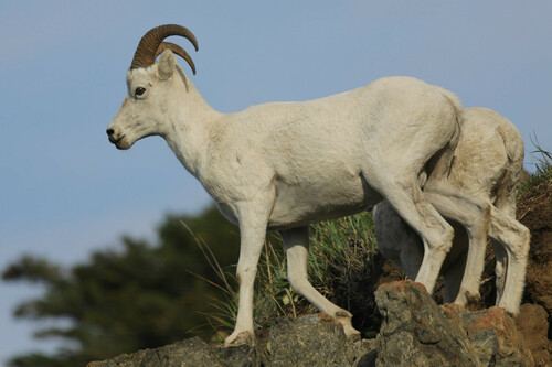 Borrego de Dall