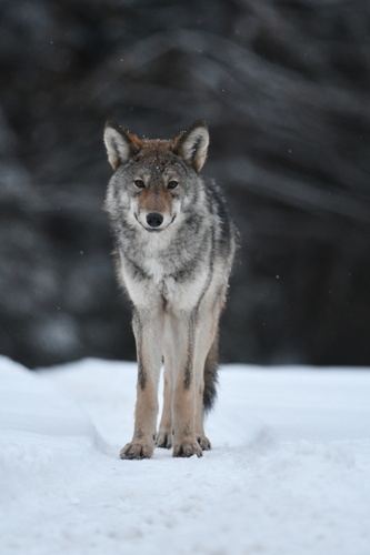 Lobo ciervo