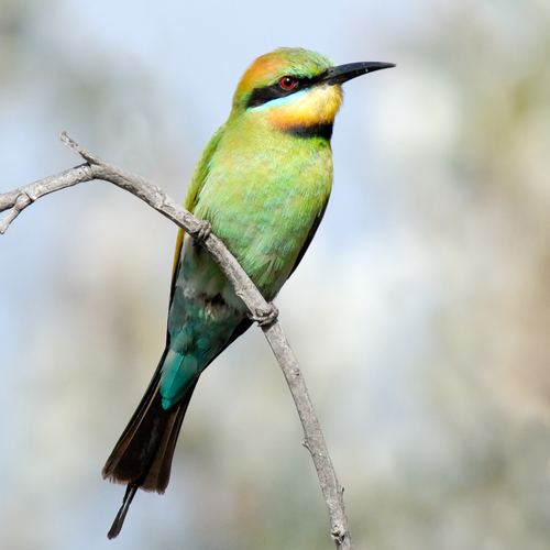 abejaruco australiano