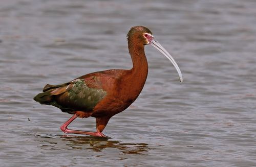 Ibis Ojos Rojos