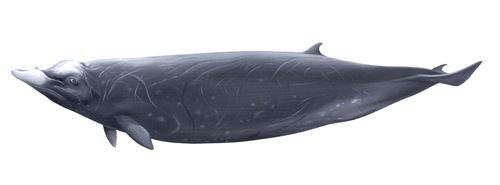 Ballena-picuda de Hubb