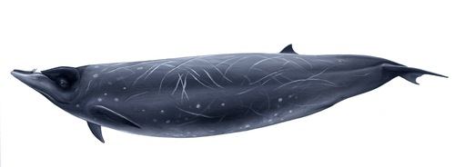 Ballena De Pico De Stejneger