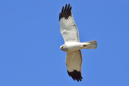 Aguilucho pálido