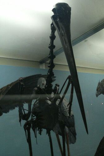 Cigüeña de La Brea