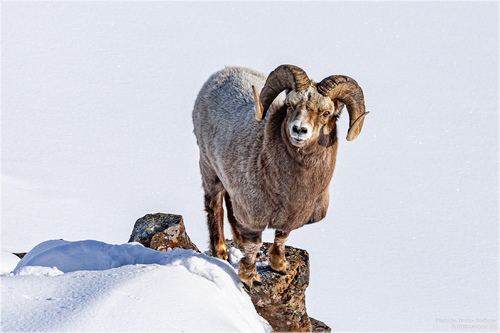 Oveja de las nieves