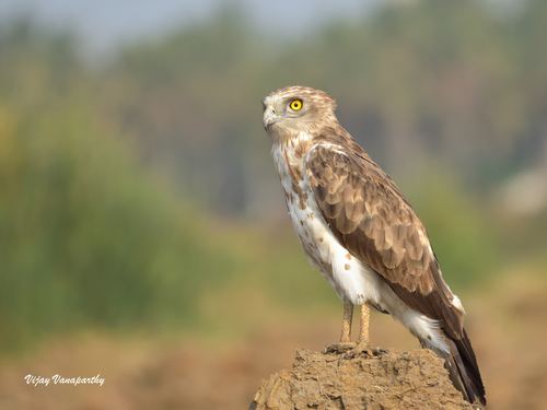 Culebrera europea