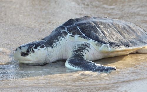 Tortuga lora