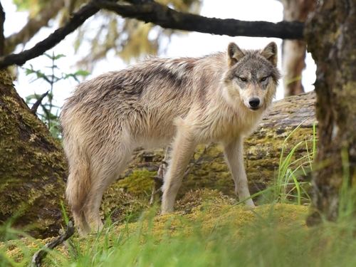 Lobo gris