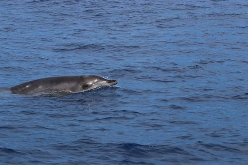 Ballena-picuda japonesa