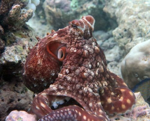 Pulpo azul