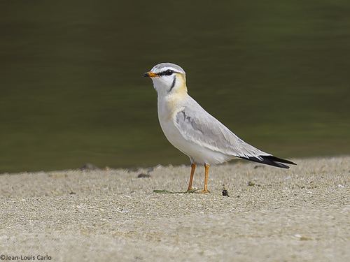 Canastera Gris
