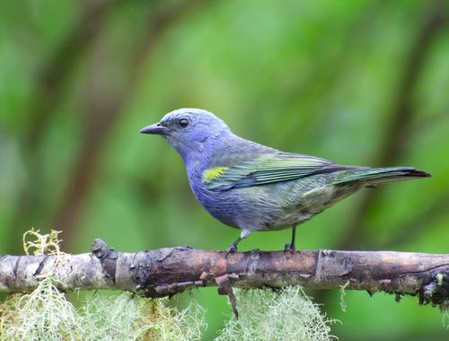 Golden-chevroned Tanager