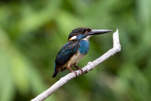 Alcedo peninsulae