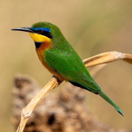 Abejaruco chico