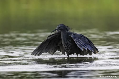 Garceta Negra