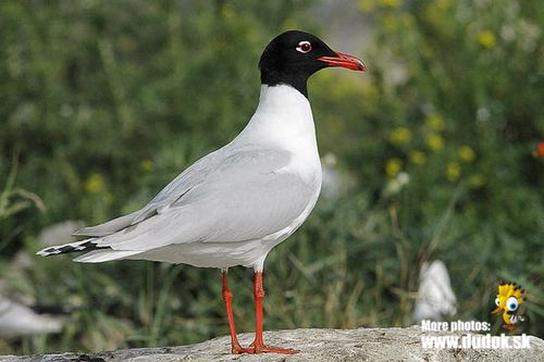 Gaviota cabecinegra