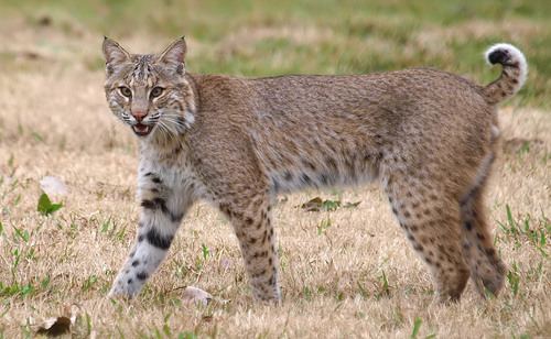 Lince Americano