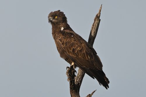 Culebrera sombría