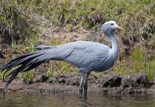 Grulla azul