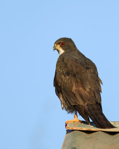 Black Goshawk