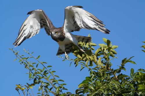 Culebrera pechinegra