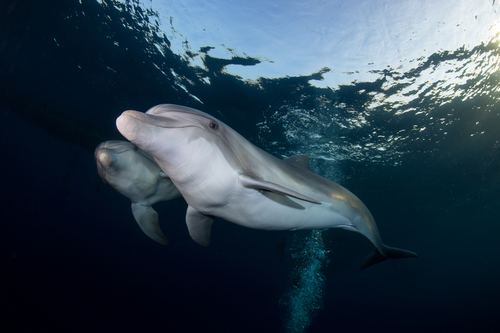Delfin mular del océano índico