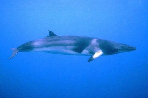 Ballena menor