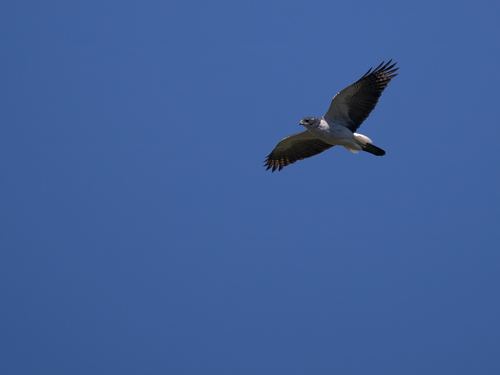 Meyer's Goshawk
