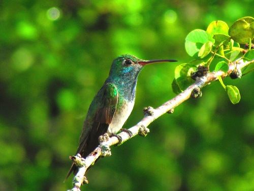 Honduran Emerald