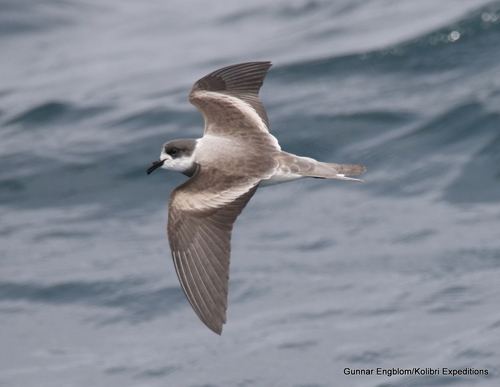 Golondrina de mar de collar