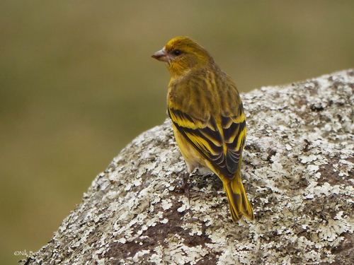 Yellow-crowned Canary