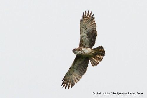 Águila papú