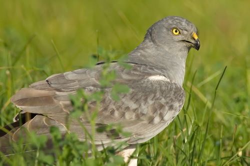 Aguilucho cenizo