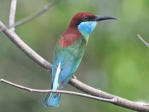 Abejaruco Gorjiazul