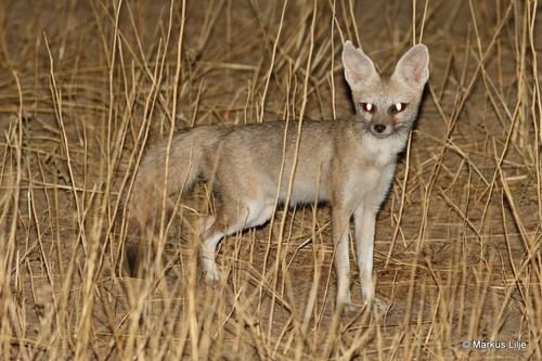 Pale Fox