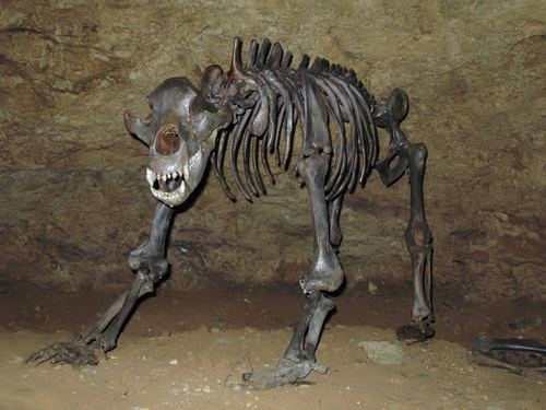 Ursus spelaeus
