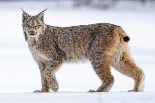 Línce Canadiense