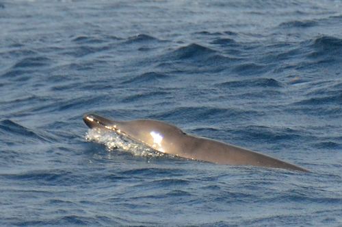 Ballena De Pico De Gervais