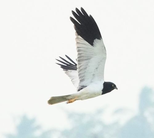 Aguilucho pío