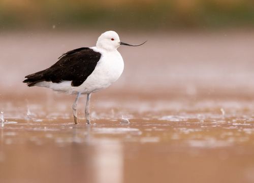 Avoceta andina