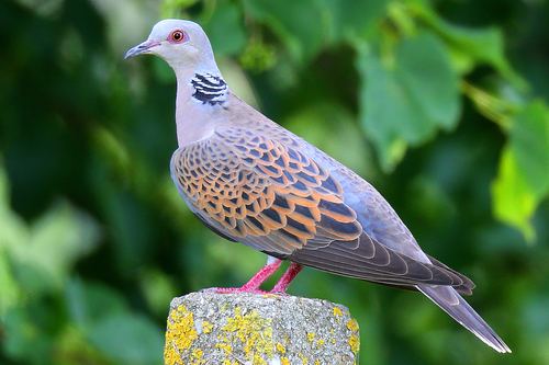 European Turtle-Dove