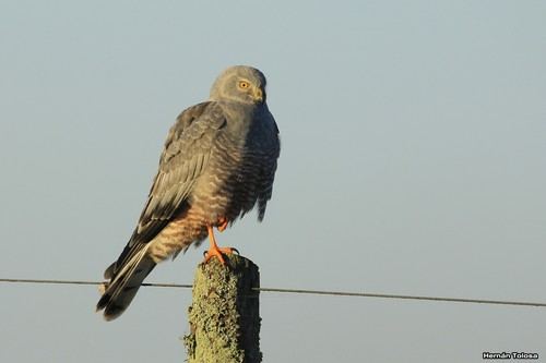 Aguilucho vari