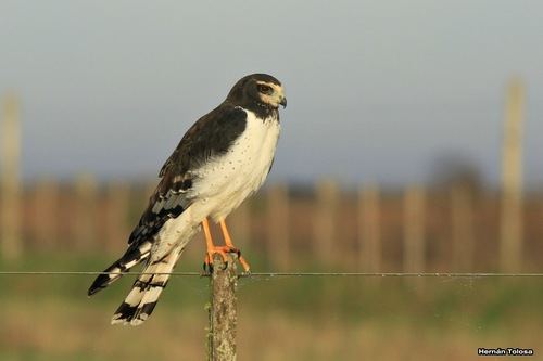 Aguilucho de Azara
