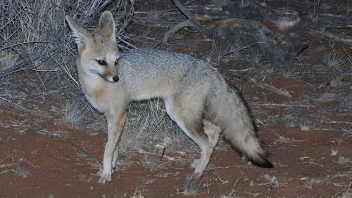 Cape Fox
