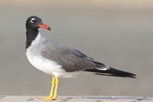 Gaviota Ojiblanca